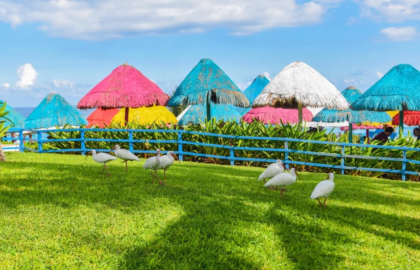grand-oais-birds